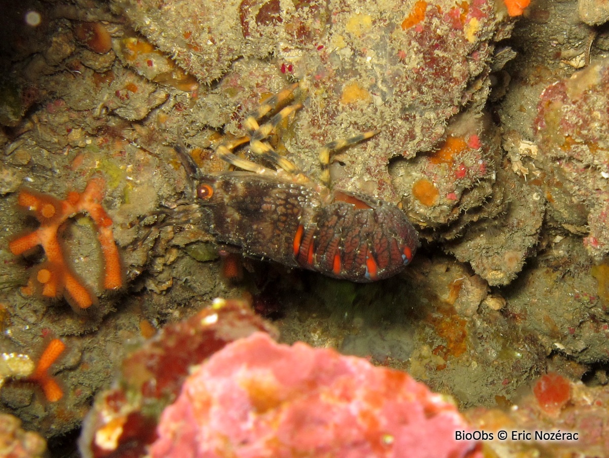 Petite cigale de mer - Scyllarus arctus - Eric Nozérac - BioObs