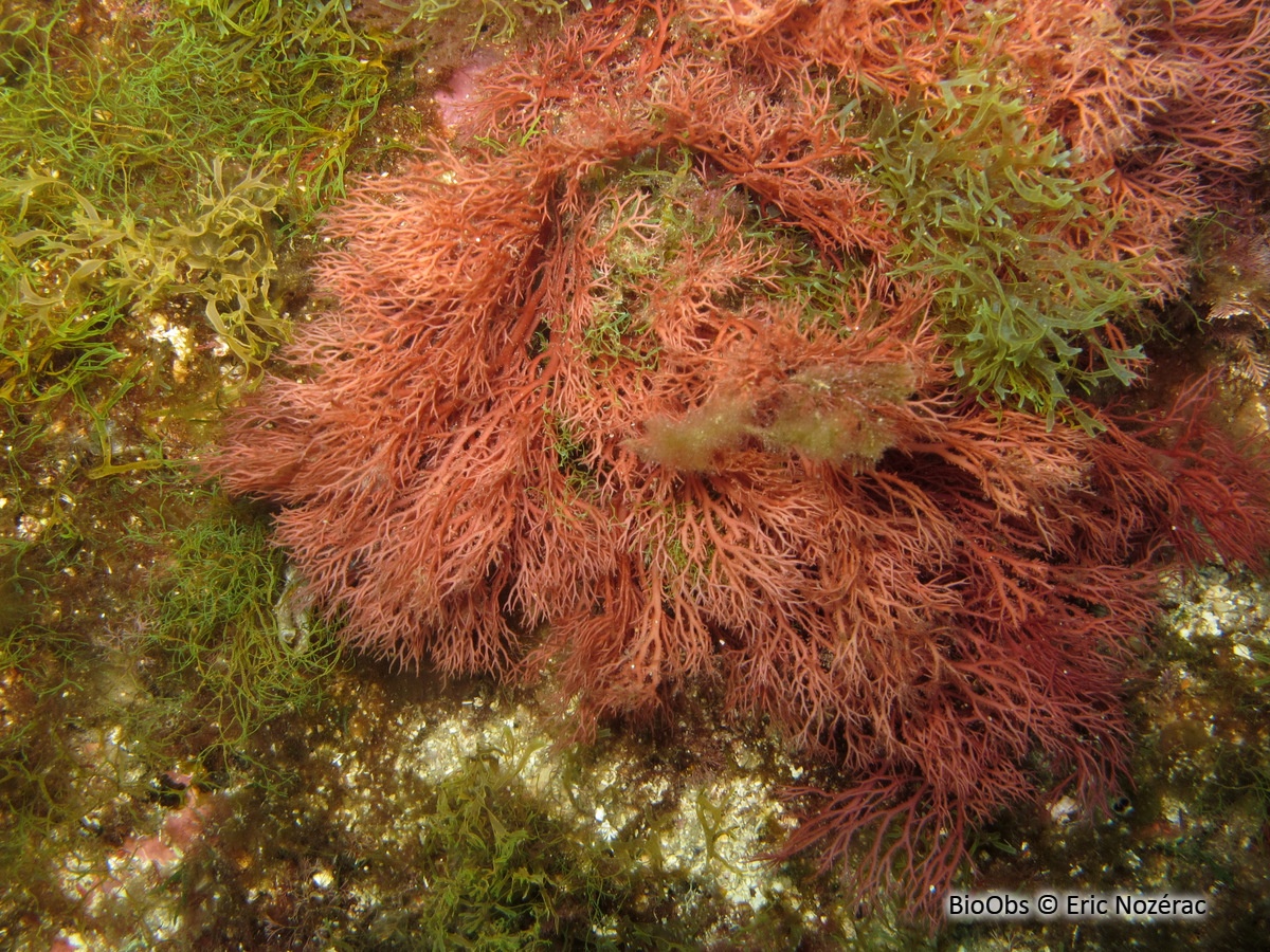 Sphérocoque - Sphaerococcus coronopifolius - Eric Nozérac - BioObs