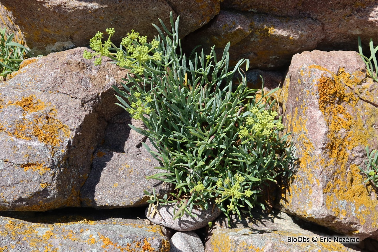 Criste marine - Crithmum maritimum - Eric Nozérac - BioObs
