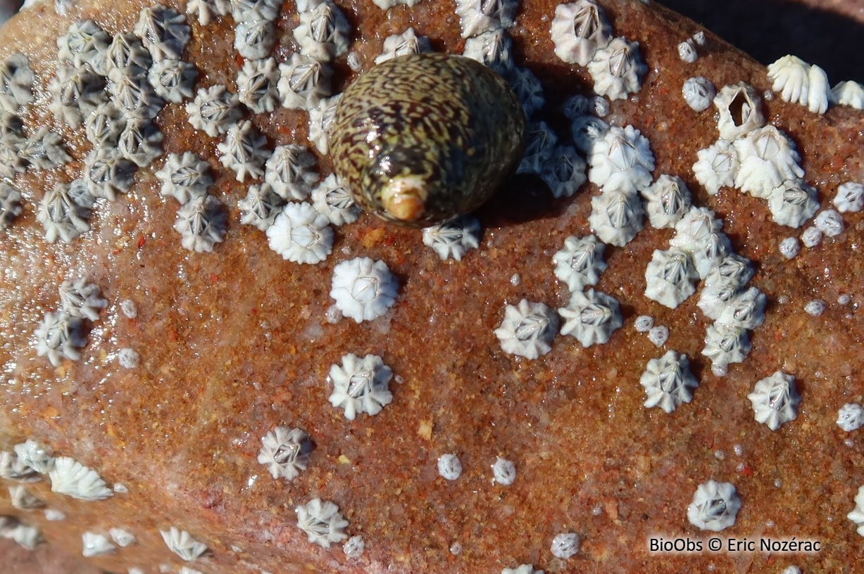 Balane croix de Malte - Austrominius modestus - Eric Nozérac - BioObs