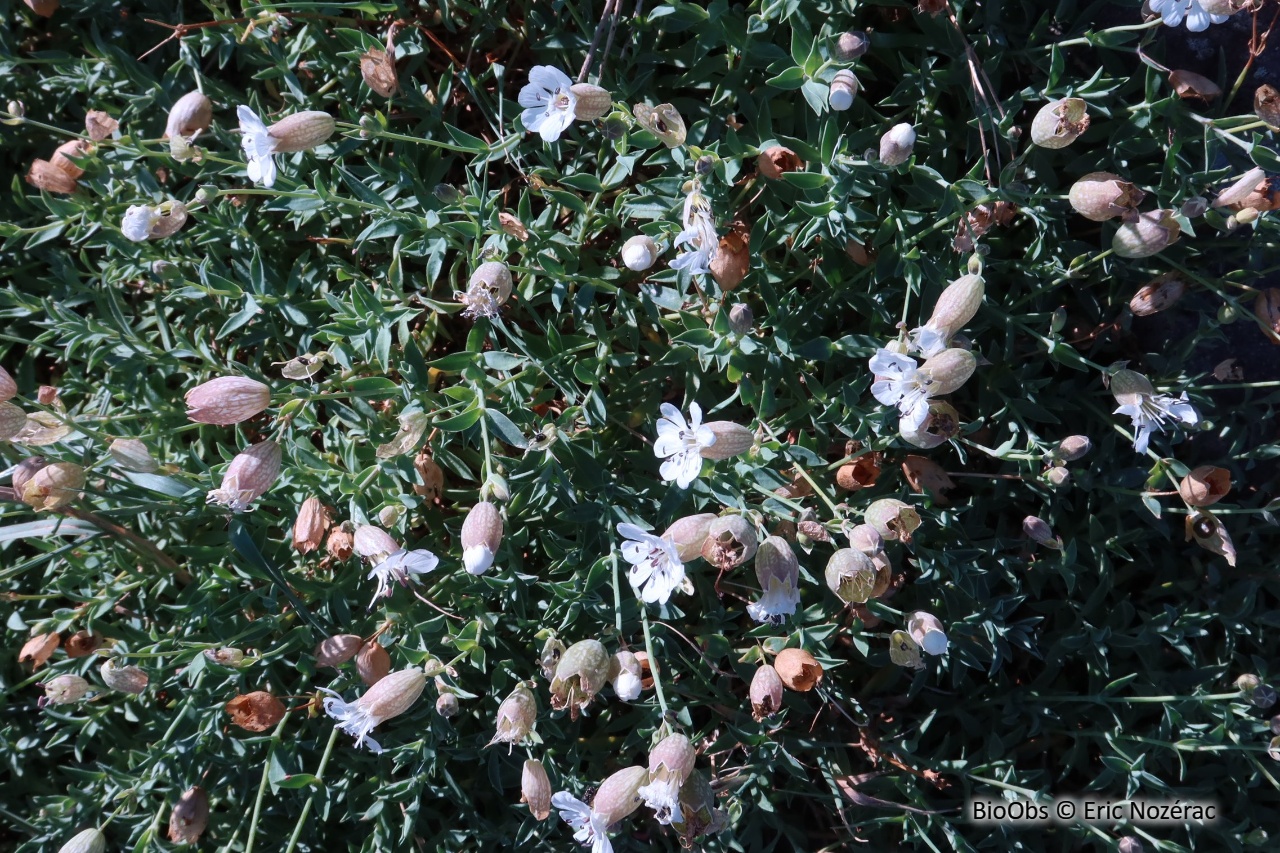 Silène maritime / Silène de Thore - Silene vulgaris subsp maritima / thorei - Eric Nozérac - BioObs
