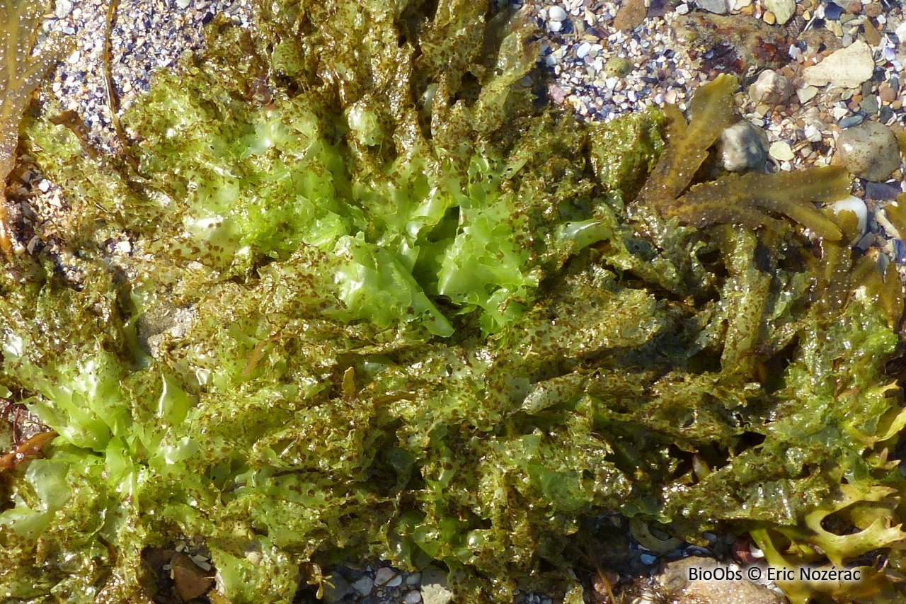 Myrionema des ulves - Myrionema strangulans - Eric Nozérac - BioObs