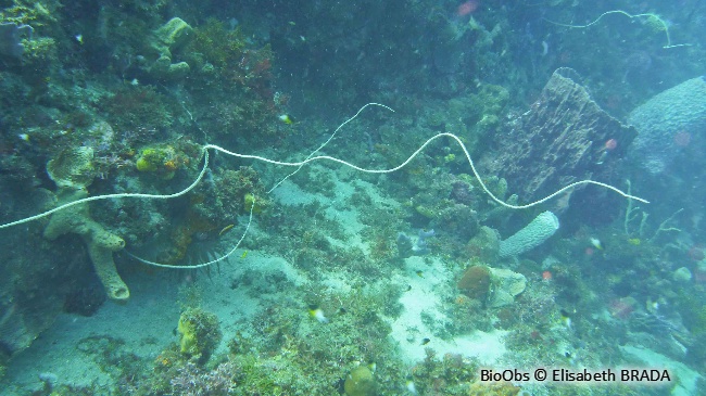 Corail fil de fer - Stichopathes luetkeni - Eric Nozérac - BioObs