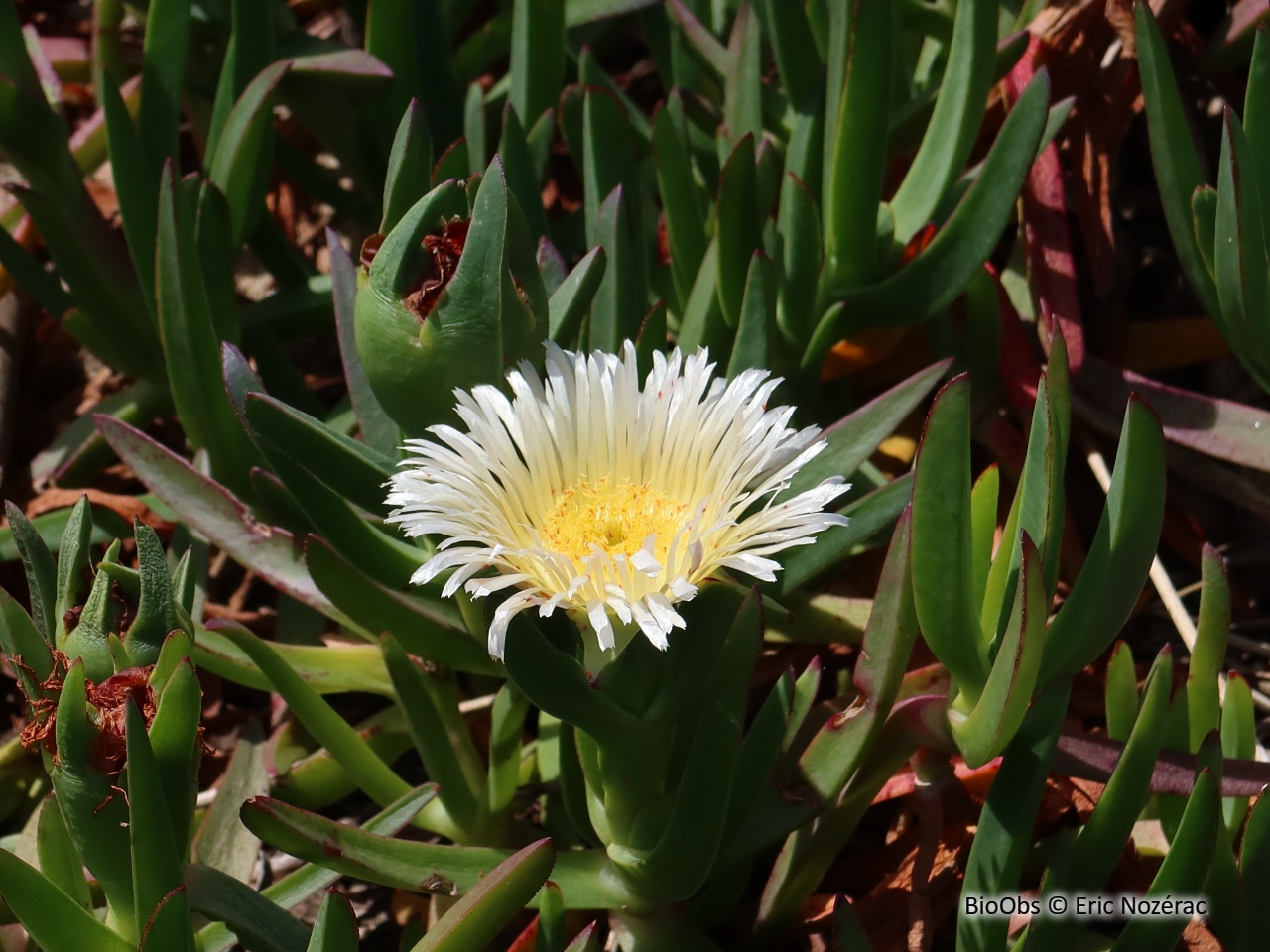 Griffes de sorcière - Carpobrotus edulis / acinaciformis et leur hybride - Eric Nozérac - BioObs