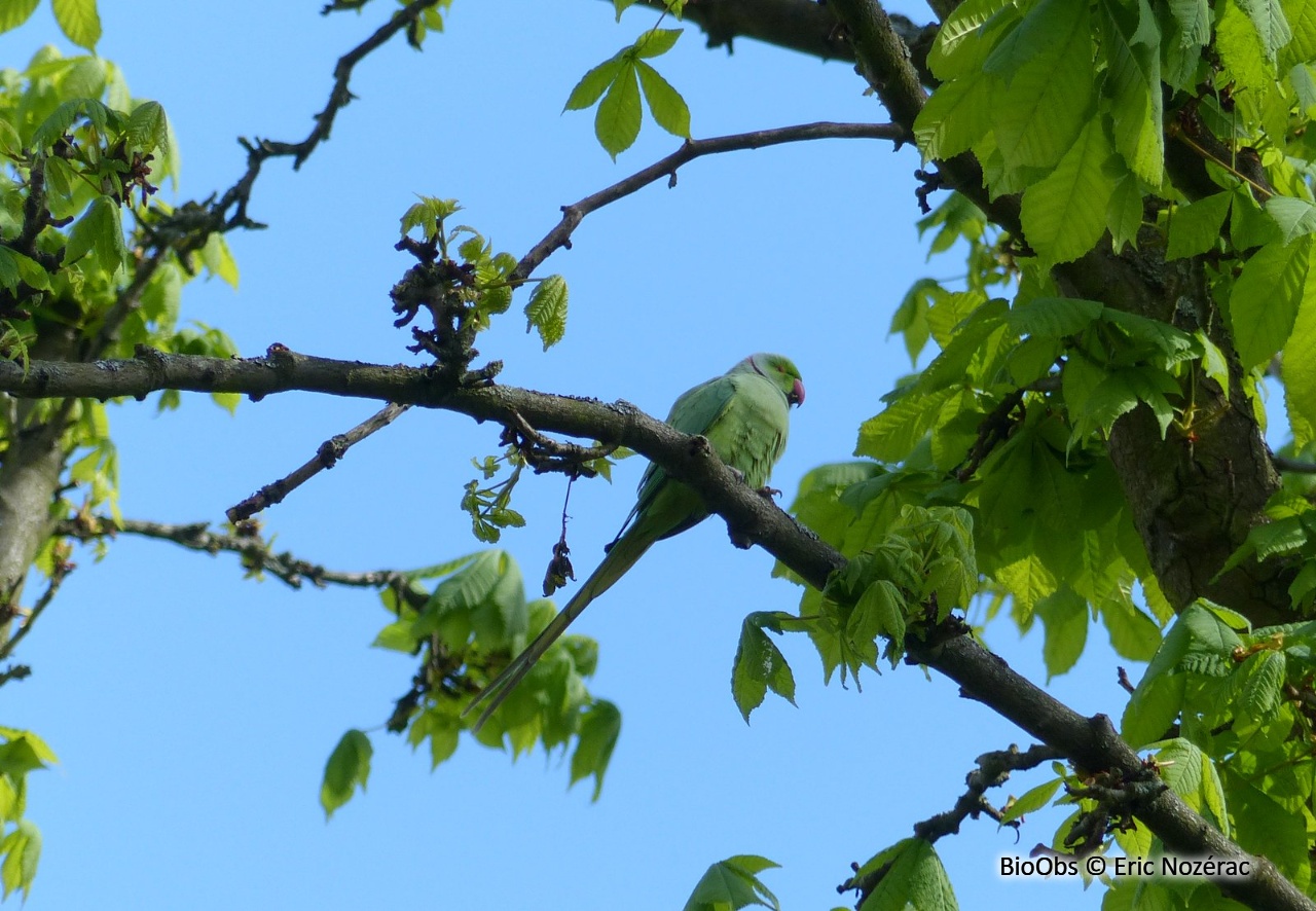 Perruche à collier - Psittacula krameri - Eric Nozérac - BioObs