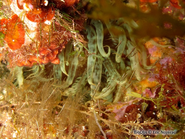 Crevette pélagique - Leptomysis mediterranea - Eric Nozérac - BioObs