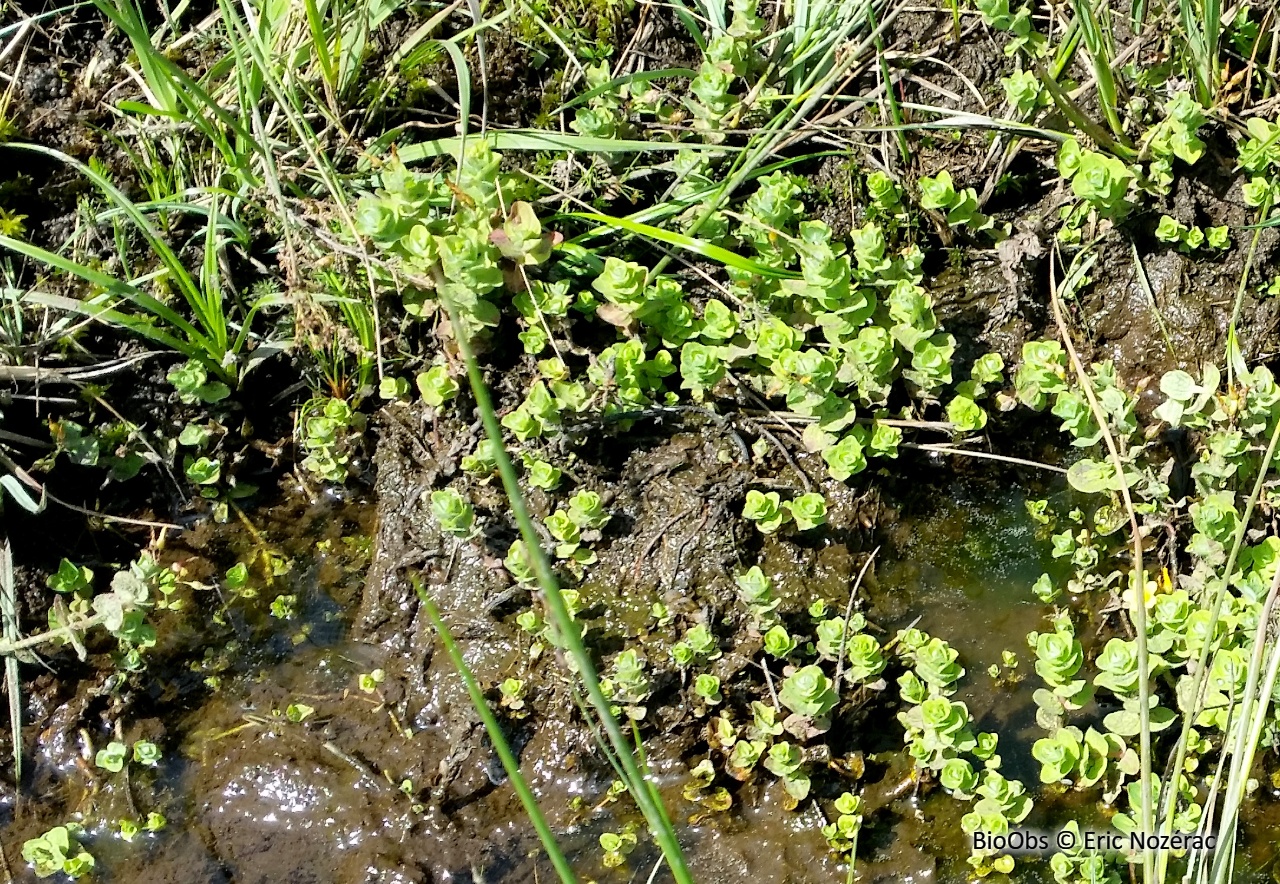 Millepertuis des marais - Hypericum elodes - Eric Nozérac - BioObs