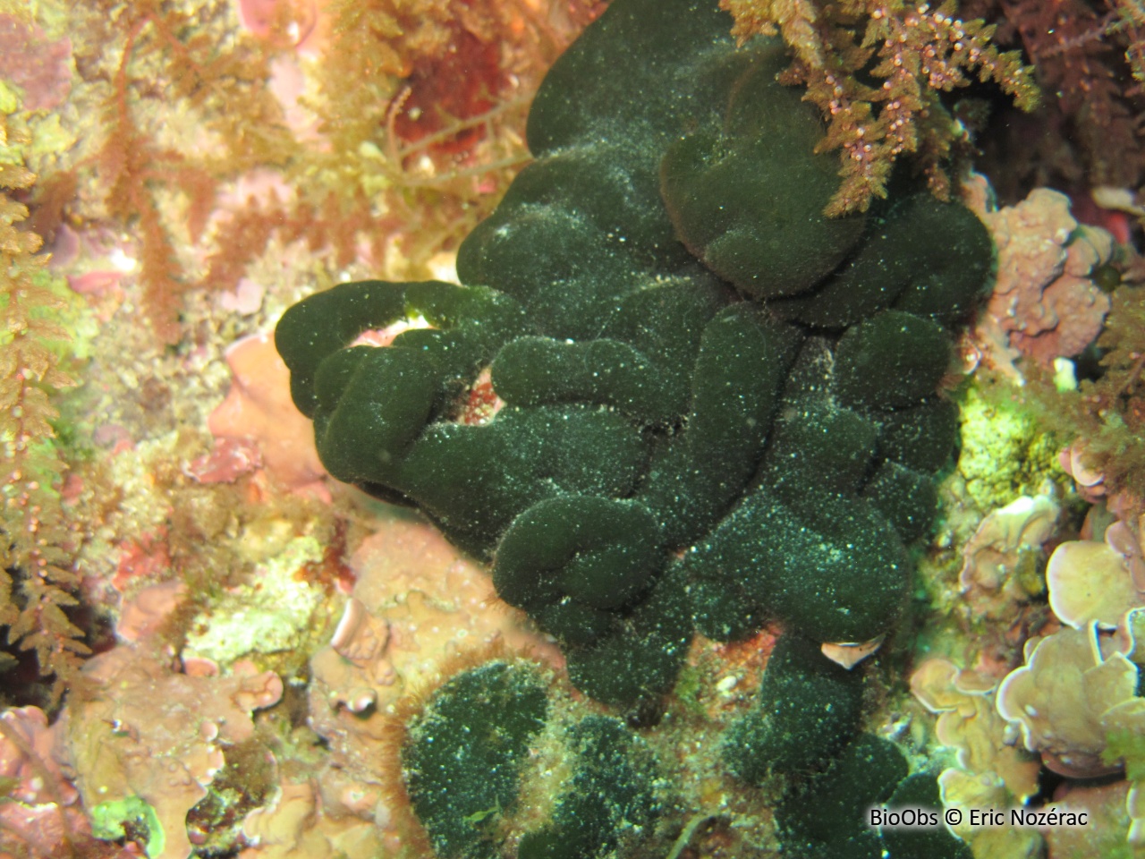 Codium étalé - Codium effusum - Eric Nozérac - BioObs