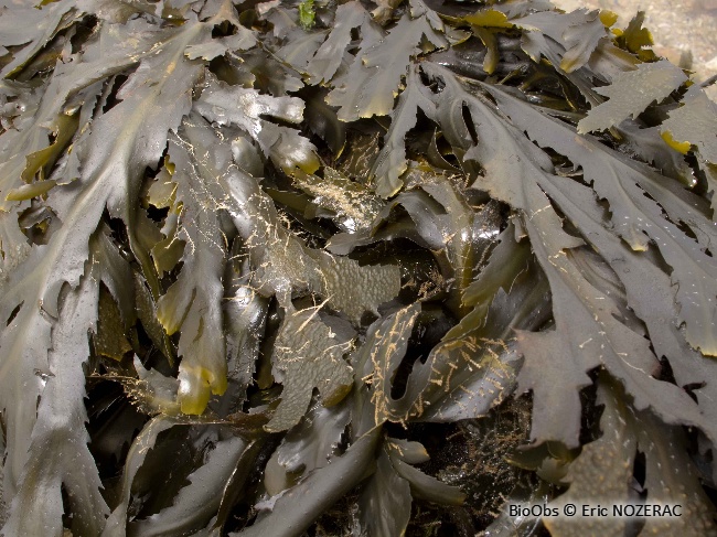 Fucus denté - Fucus serratus - Eric Nozérac - BioObs