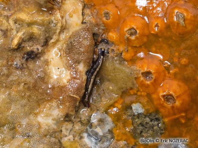 Crevette à capuchon - Athanas nitescens - Eric Nozérac - BioObs