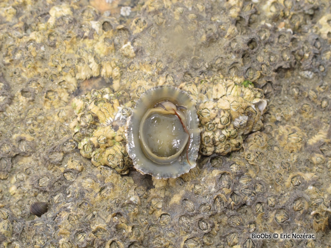 Patelle commune - Patella vulgata - Eric Nozérac - BioObs