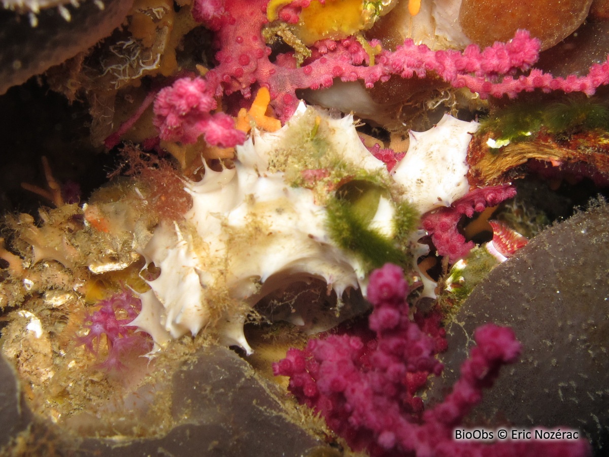 Eponge blanche épineuse - Pleraplysilla spinifera - Eric Nozérac - BioObs