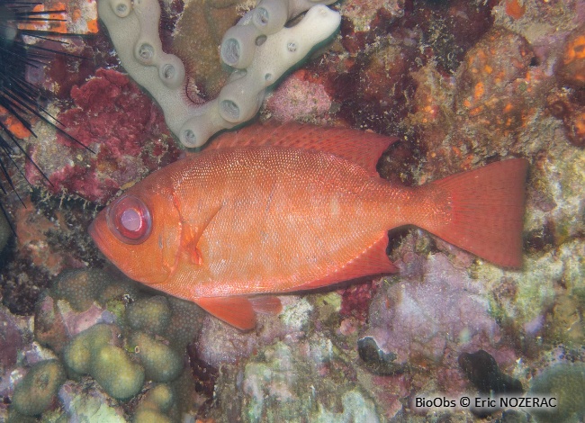 Soleil - Heteropriacanthus cruentatus - Eric Nozérac - BioObs