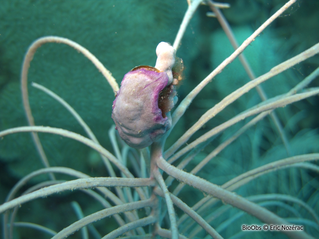 Huître ailée - Pteria colymbus - Eric Nozérac - BioObs