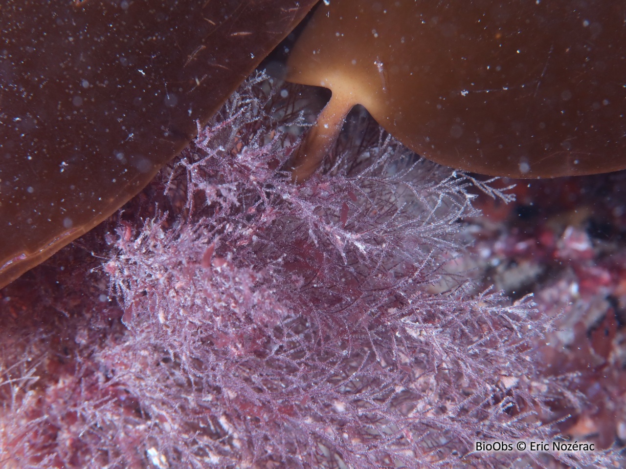 Hydraire chevelu - Amphisbetia operculata - Eric Nozérac - BioObs