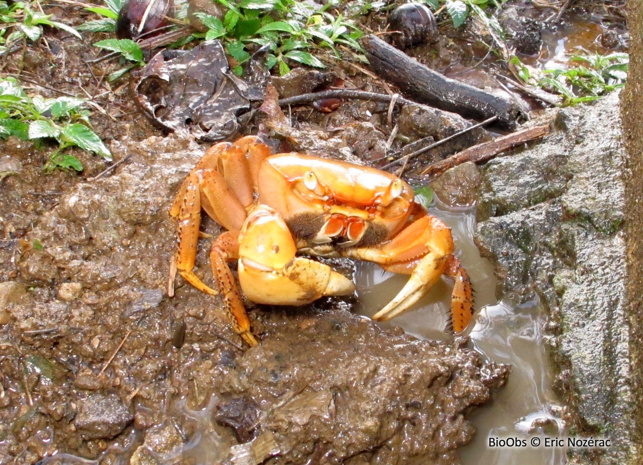 Crabe terrestre blanc - Cardisoma guanhumi - Eric Nozérac - BioObs