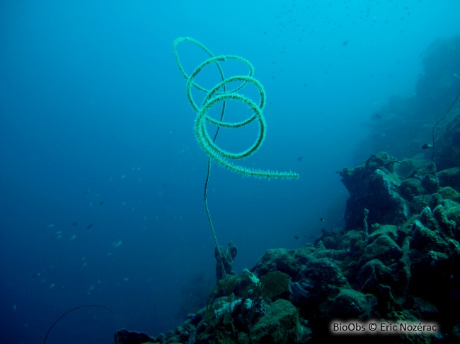 Corail fil de fer - Stichopathes luetkeni - Eric Nozérac - BioObs