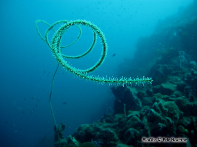 Corail fil de fer - Stichopathes luetkeni - Eric Nozérac - BioObs