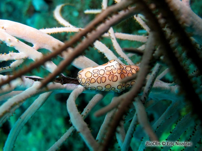 Monnaie caraïbe à ocelles - Cyphoma gibbosum - Eric Nozérac - BioObs