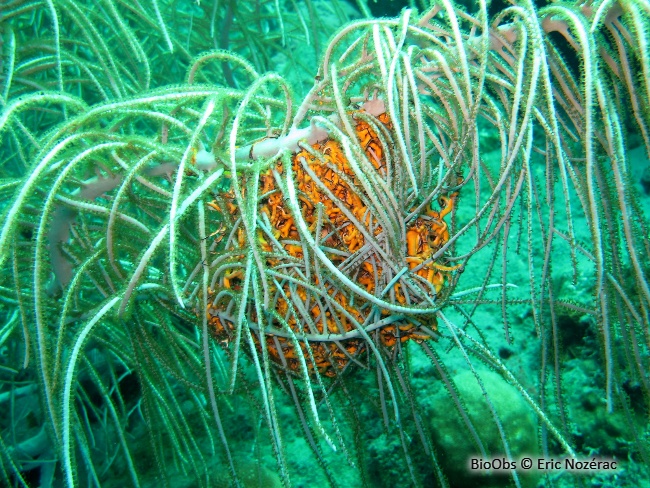 Gorgonocéphale géant - Astrophyton muricatum - Eric Nozérac - BioObs