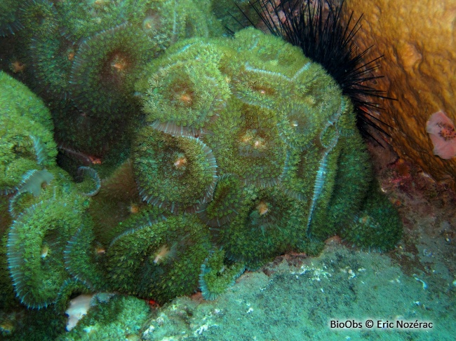 Corallimorphaire verruqueux - Rhodactis osculifera - Eric Nozérac - BioObs