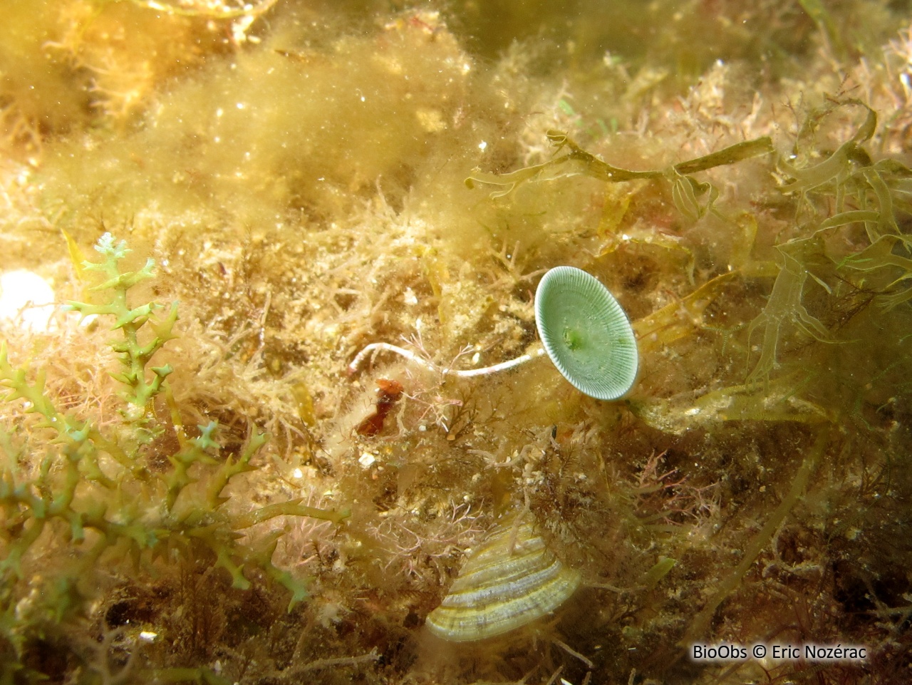Acétabulaire - Acetabularia acetabulum - Eric Nozérac - BioObs