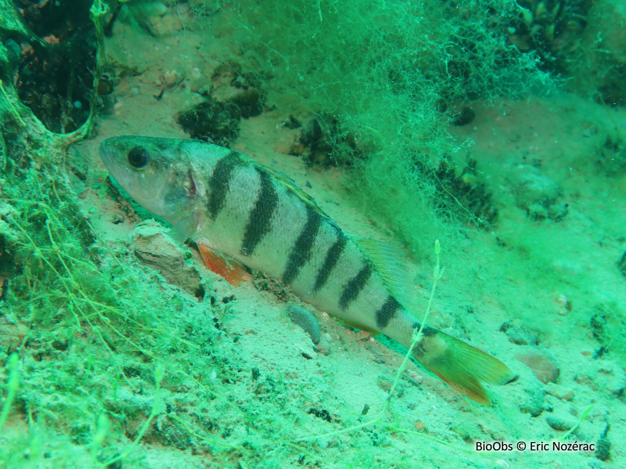 Perche - Perca fluviatilis - Eric Nozérac - BioObs