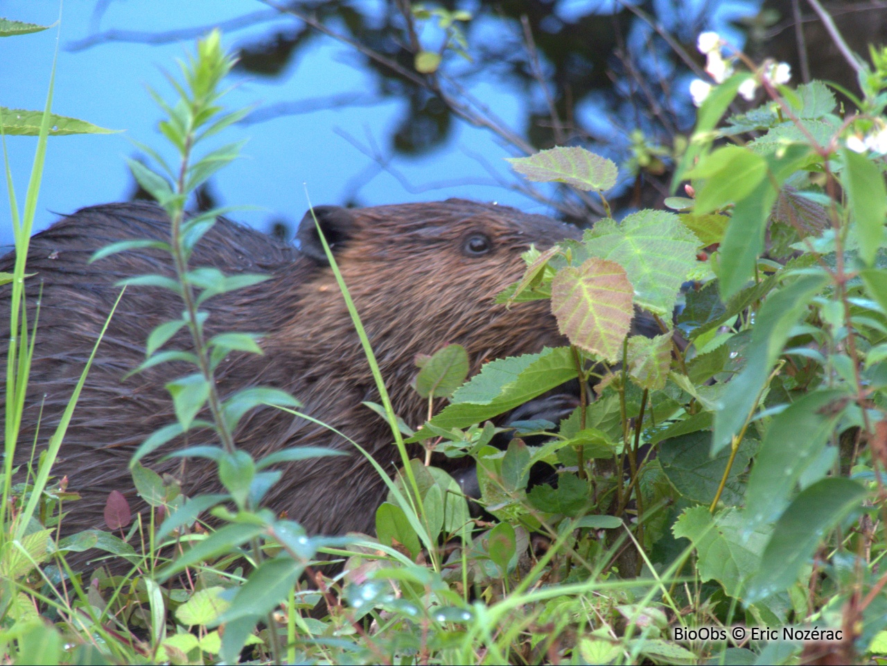 Castor du Canada - Castor canadensis - Eric Nozérac - BioObs