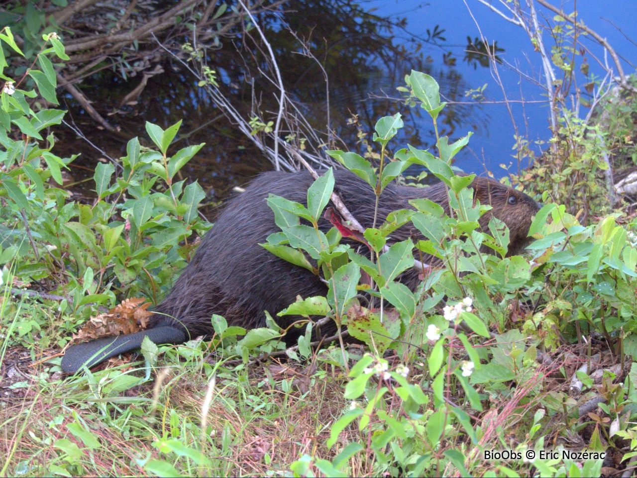 Castor du Canada - Castor canadensis - Eric Nozérac - BioObs