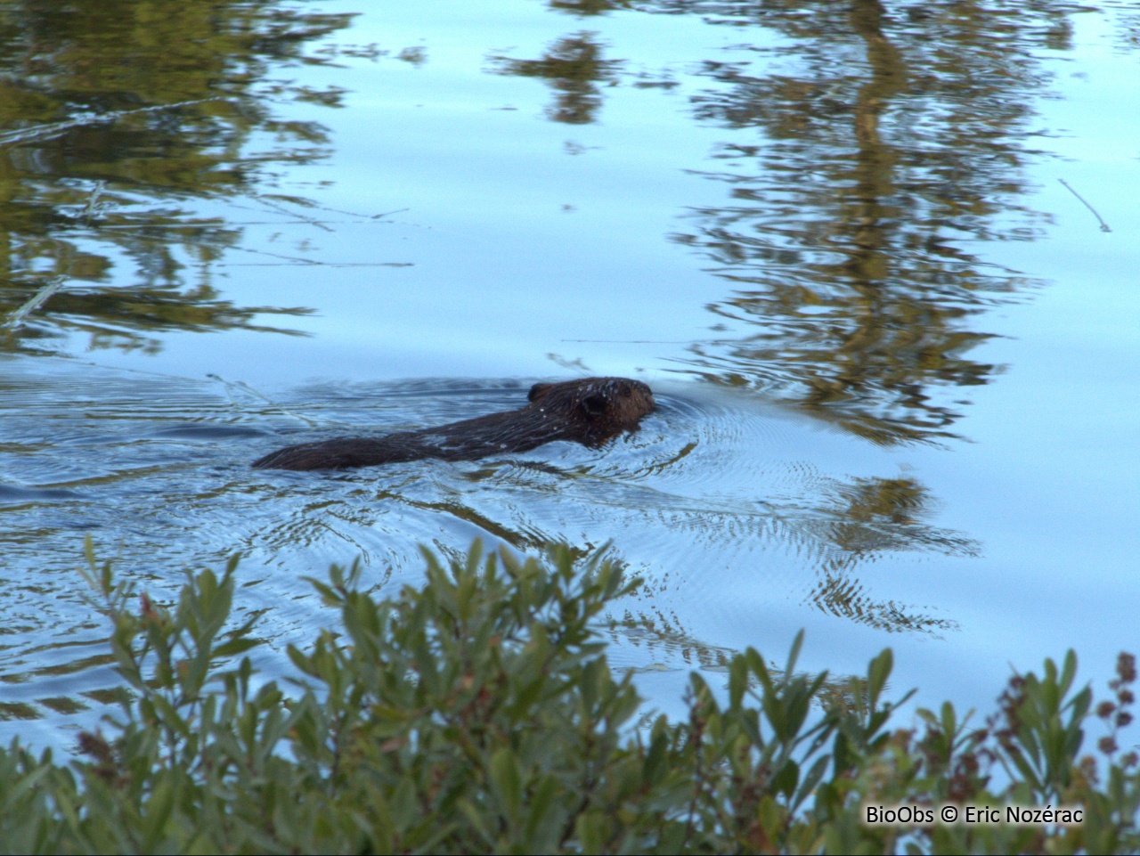 Castor du Canada - Castor canadensis - Eric Nozérac - BioObs