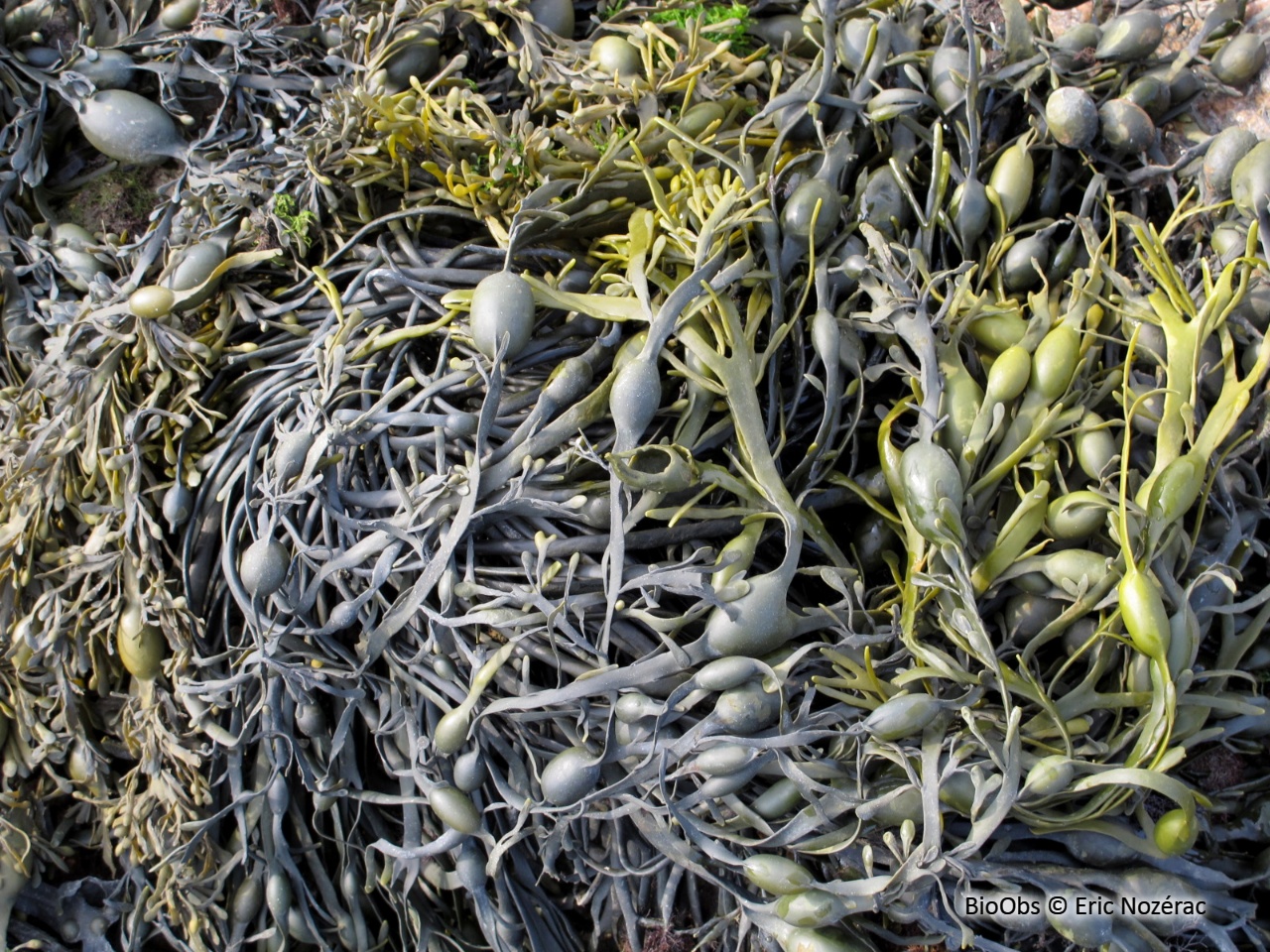 Ascophylle - Ascophyllum nodosum - Eric Nozérac - BioObs