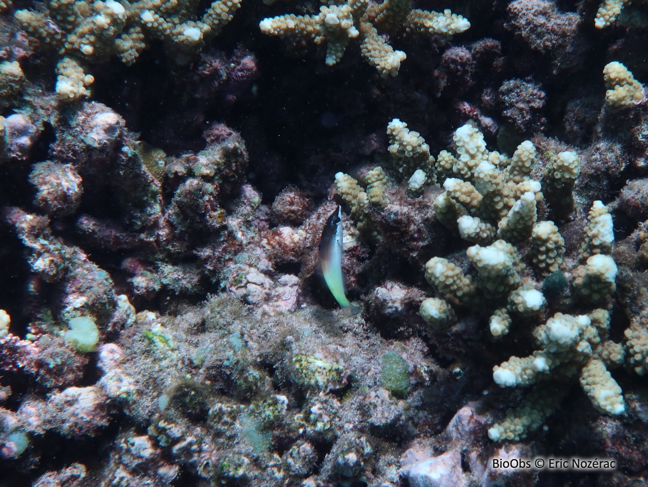 Labre-oiseau indien - Gomphosus caeruleus - Eric Nozérac - BioObs