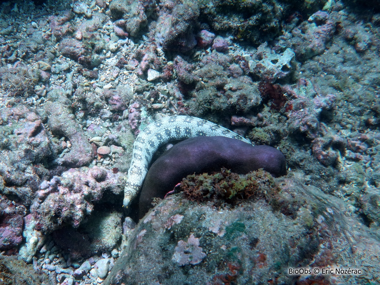 Murène étoilée - Echidna nebulosa - Eric Nozérac - BioObs