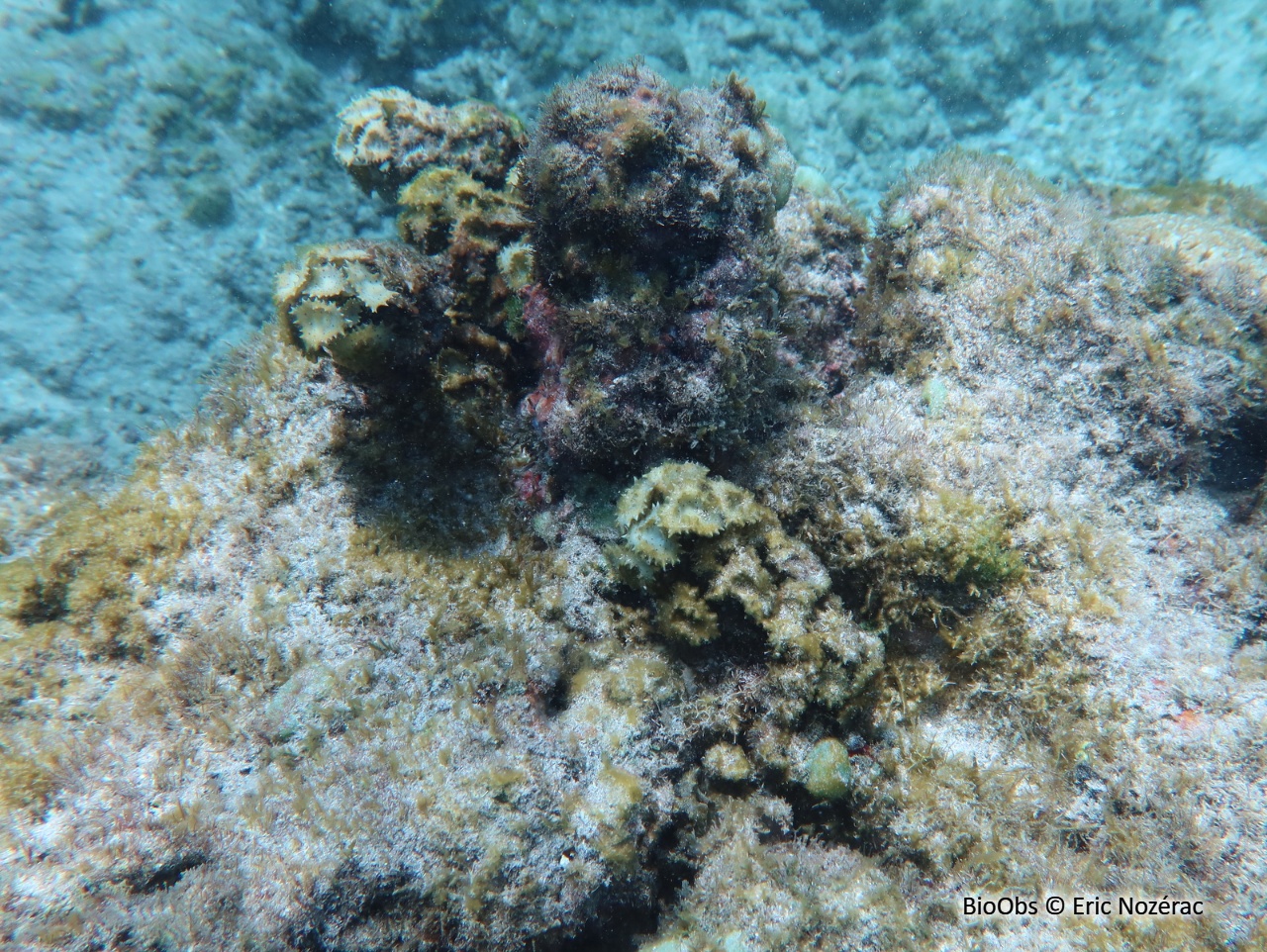 Turbinaire - Turbinaria ornata - Eric Nozérac - BioObs