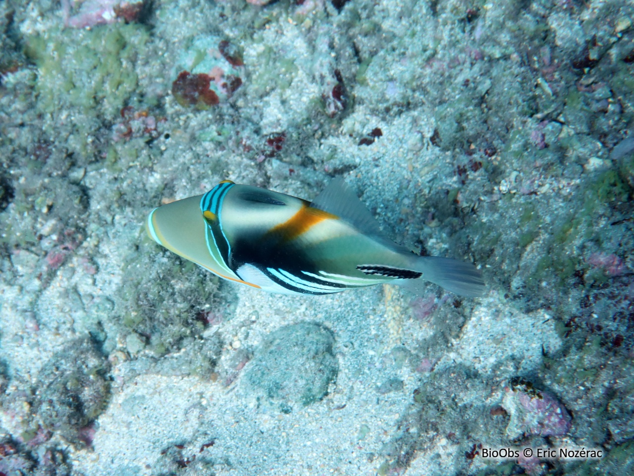 Baliste picasso clair - Rhinecanthus aculeatus - Eric Nozérac - BioObs