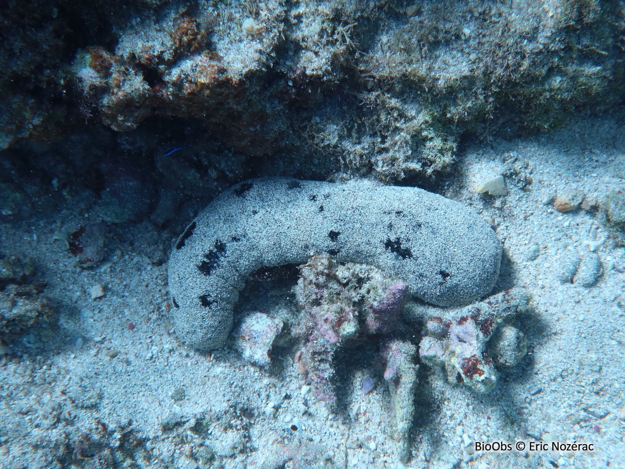Holothurie à ocelles noires - Holothuria (halodeima) atra - Eric Nozérac - BioObs