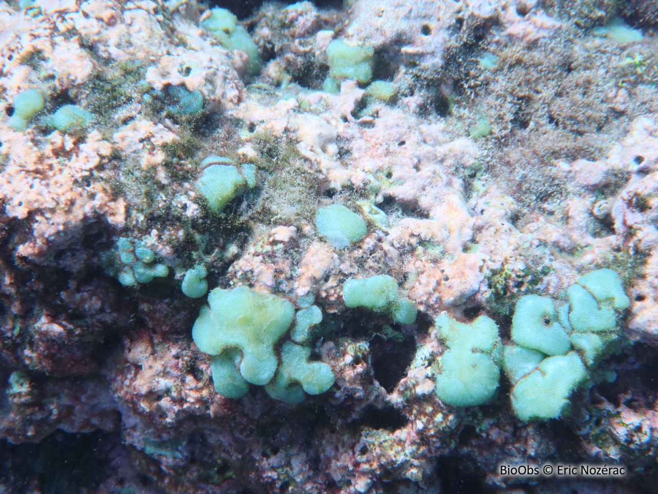 Dictyosphaeria de versluysi - Dictyosphaeria versluysii - Eric Nozérac - BioObs