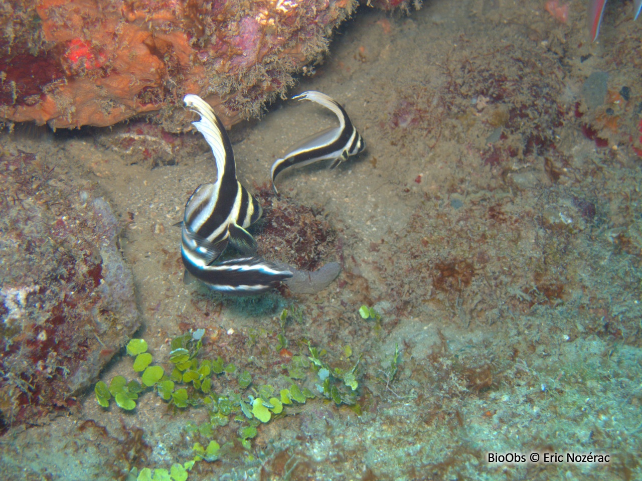 Chevalier lancier - Equetus lanceolatus - Eric Nozérac - BioObs