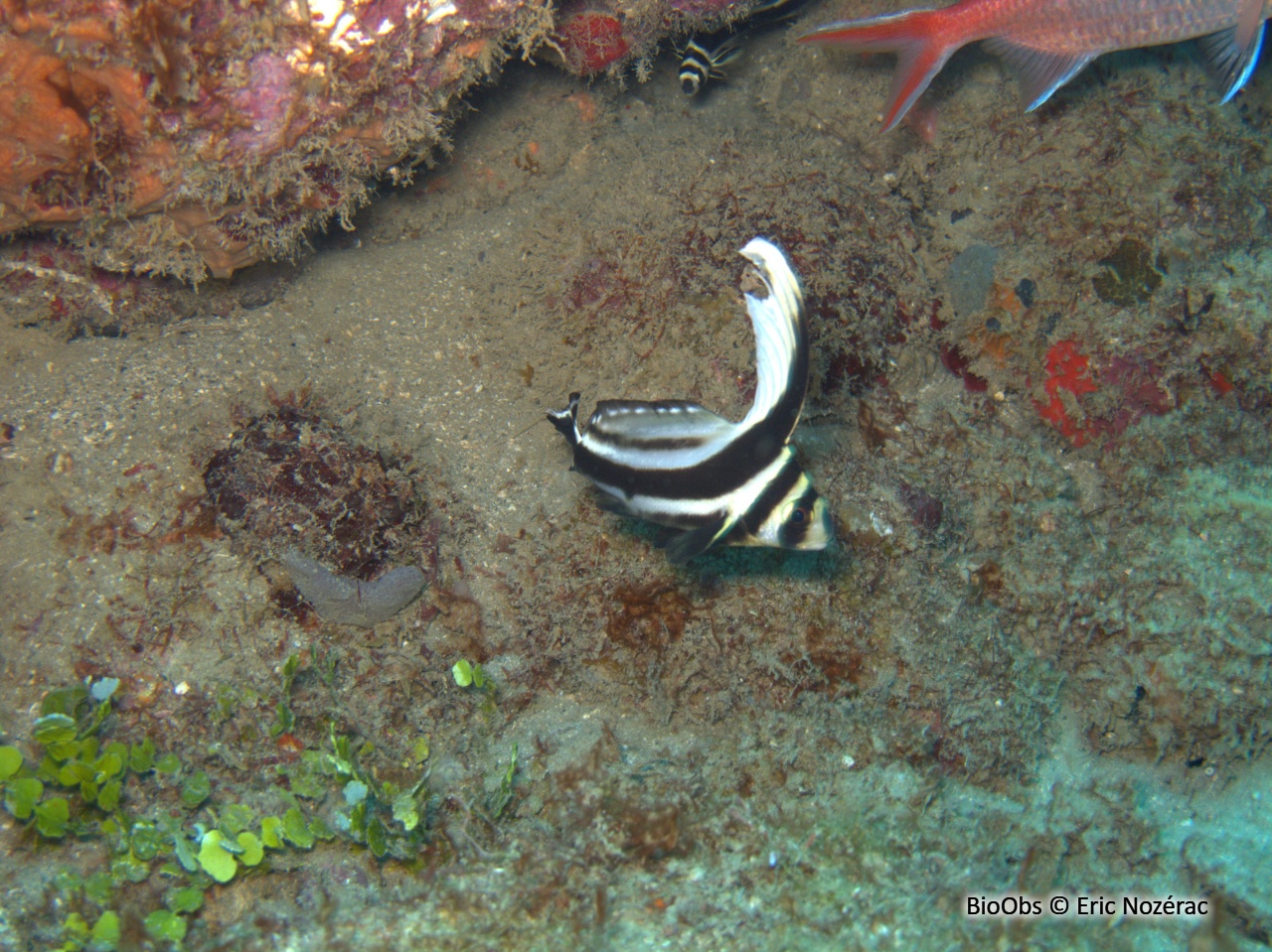 Chevalier lancier - Equetus lanceolatus - Eric Nozérac - BioObs