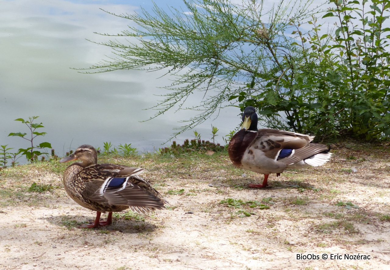 Canard colvert - Anas platyrhynchos - Eric Nozérac - BioObs