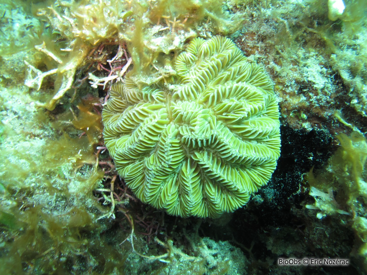 Corail méandreux - Meandrina meandrites - Eric Nozérac - BioObs