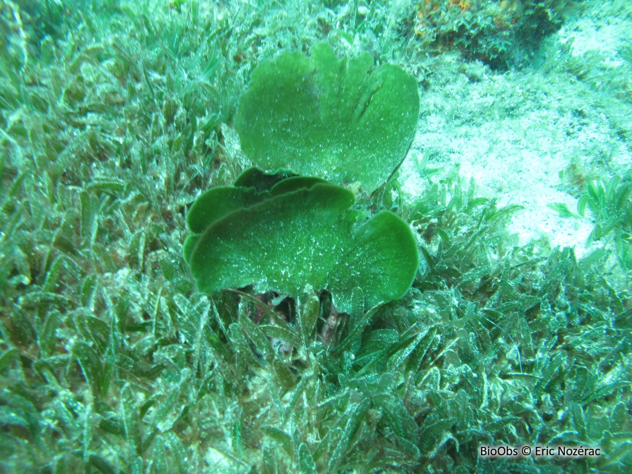 Algue pagaie - Avrainvillea asarifolia - Eric Nozérac - BioObs