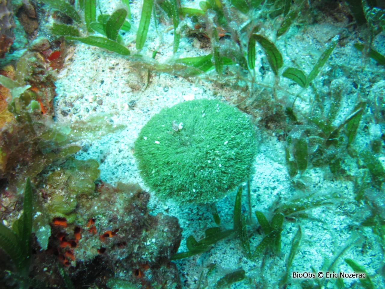 Algue pom-pom parasol - Penicillus pyriformis - Eric Nozérac - BioObs