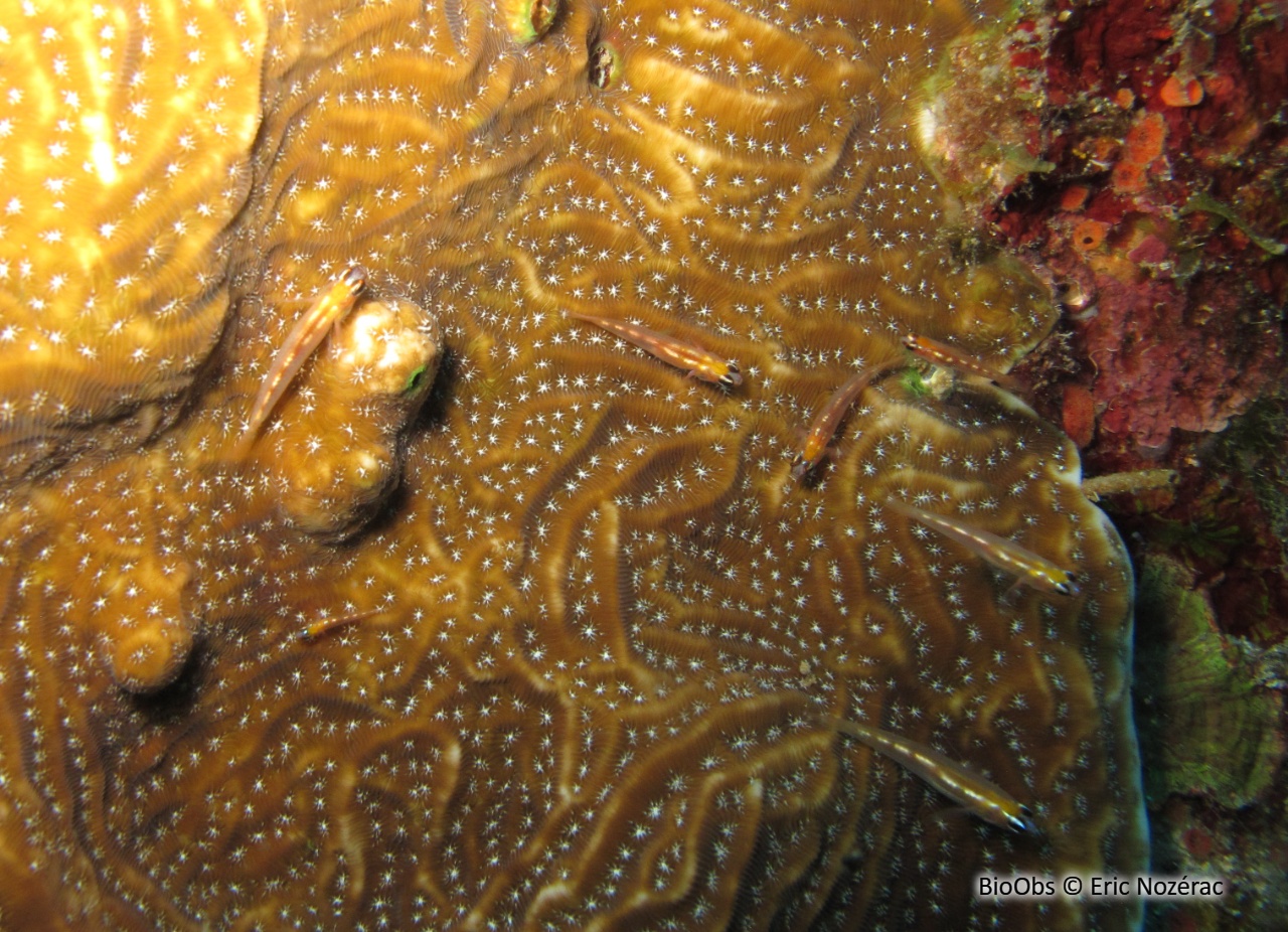 Gobie nageur masqué - Coryphopterus personatus - Eric Nozérac - BioObs
