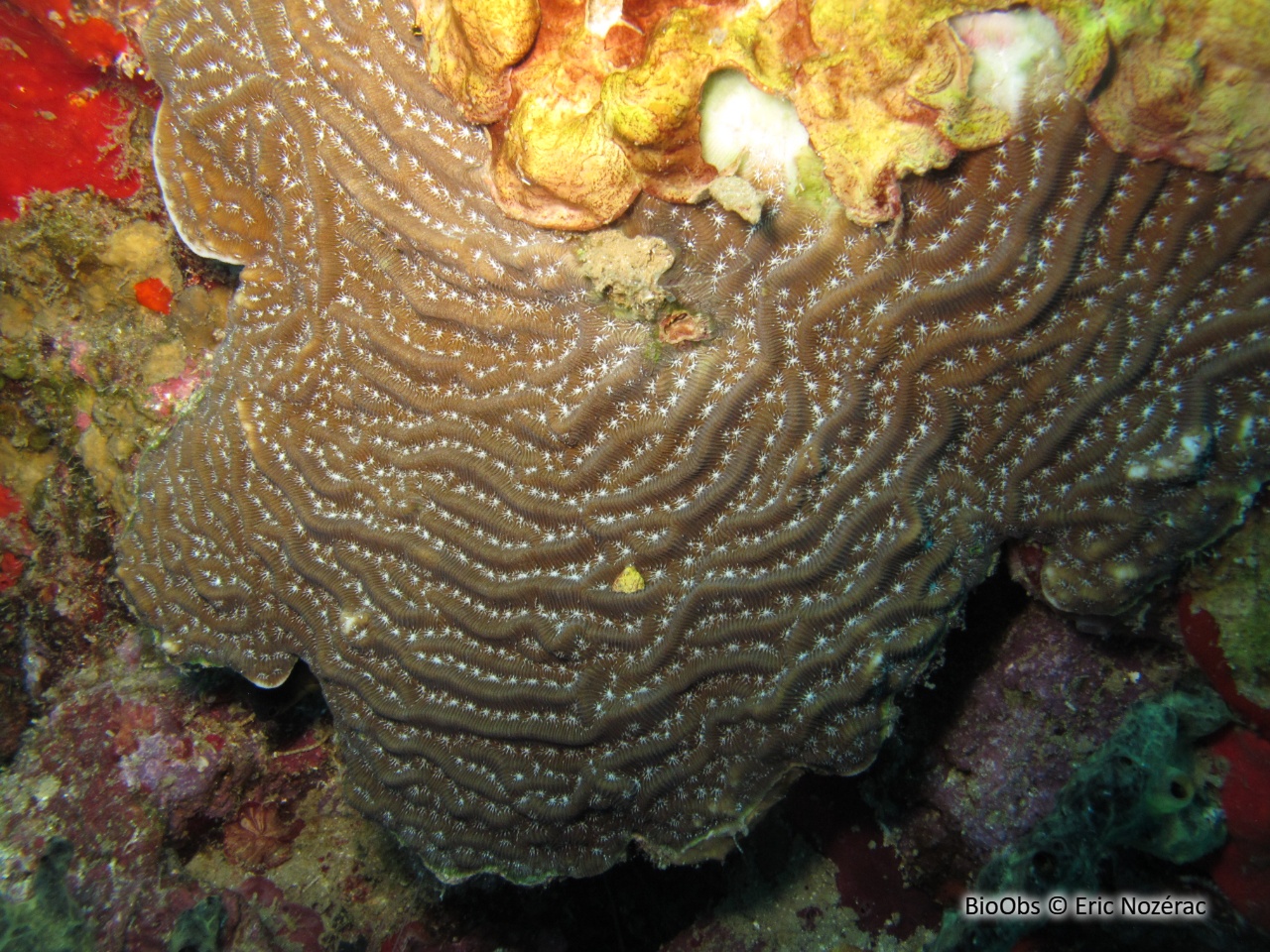 Agarice de Lamarck - Agaricia lamarcki - Eric Nozérac - BioObs