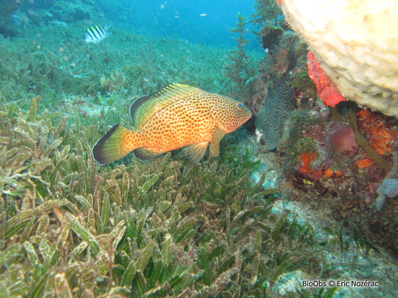 Mérou couronné - Epinephelus guttatus - Eric Nozérac - BioObs