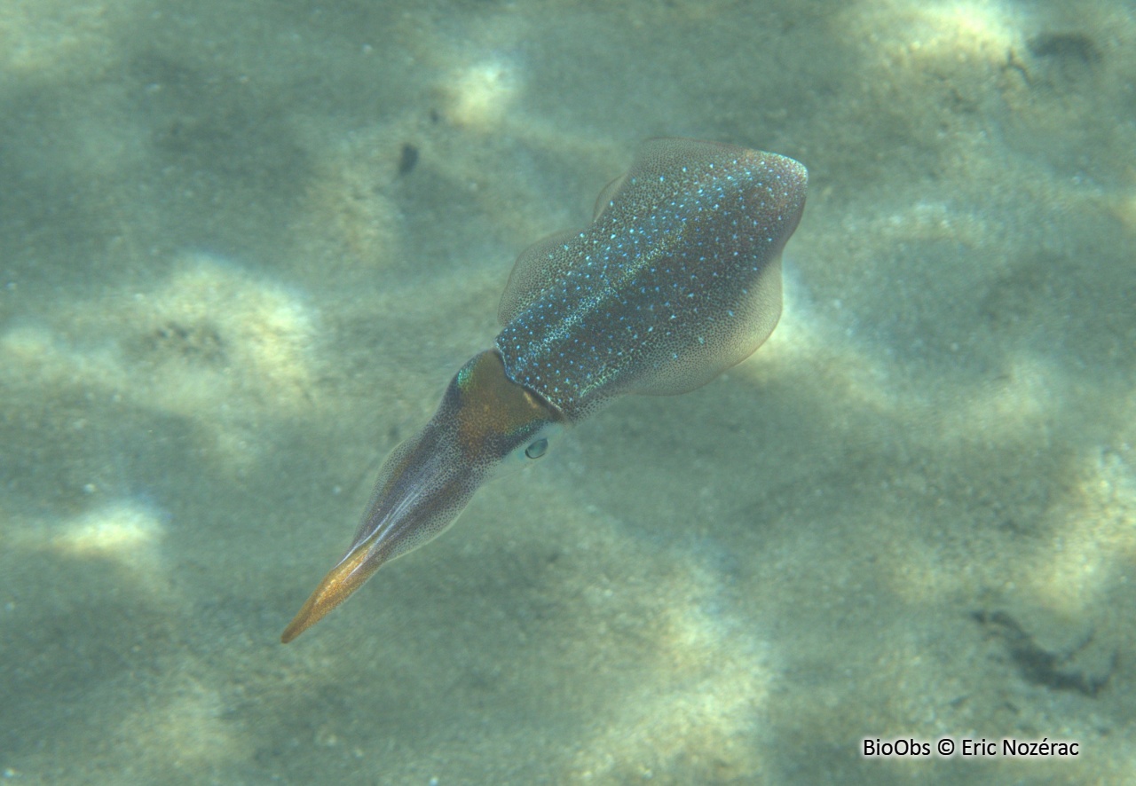 Calmar de récif des Caraïbes - Sepioteuthis sepioidea - Eric Nozérac - BioObs