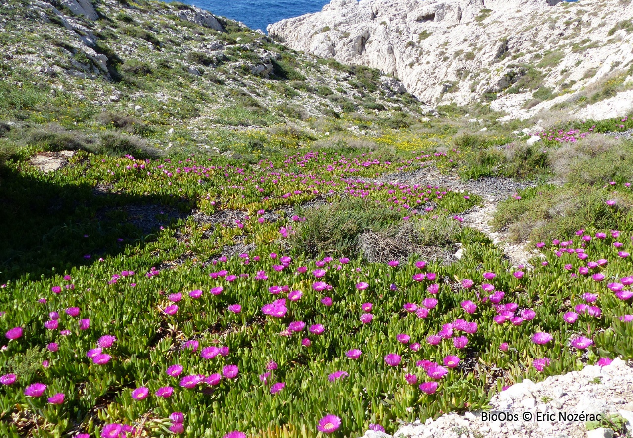 Griffes de sorcière - Carpobrotus edulis / acinaciformis et leur hybride - Eric Nozérac - BioObs