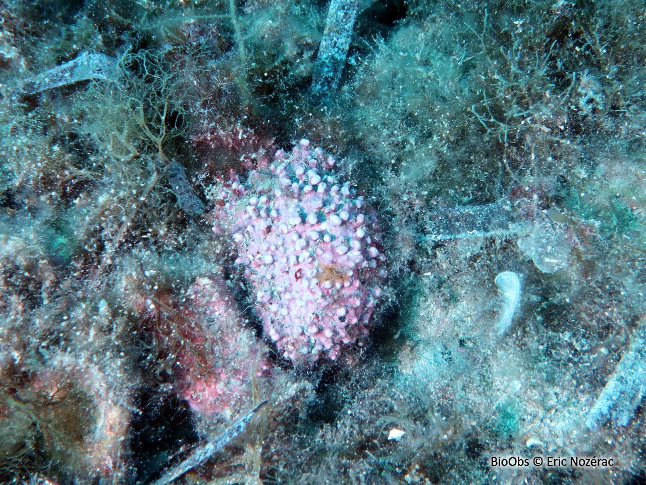 Feuille de pierre mamelonnée - Lithophyllum racemus - Eric Nozérac - BioObs