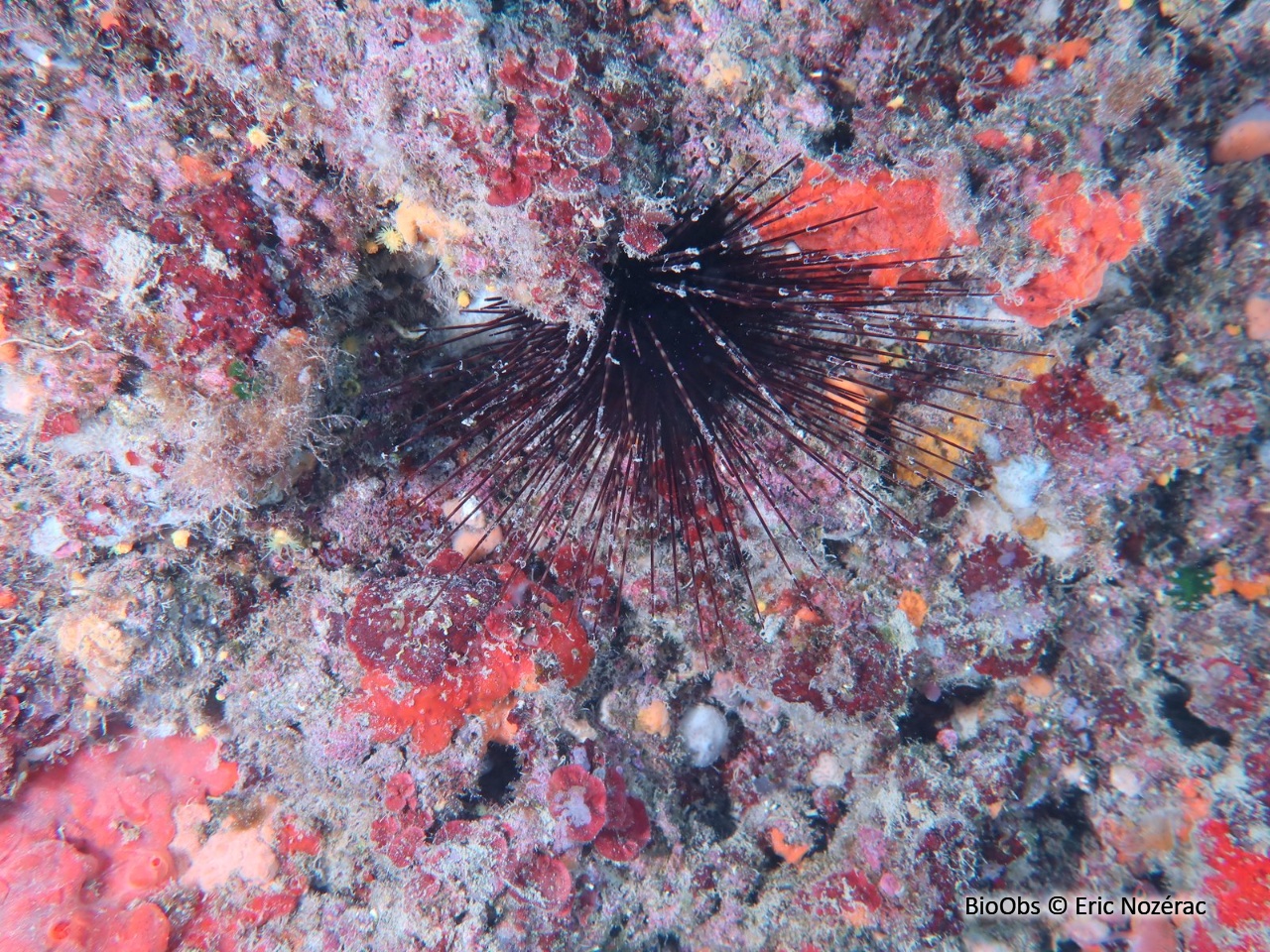 Oursin diadème - Centrostephanus longispinus - Eric Nozérac - BioObs